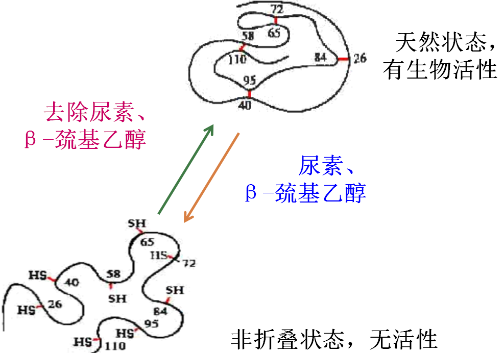 北京六一電泳小知識-蛋白質(zhì)